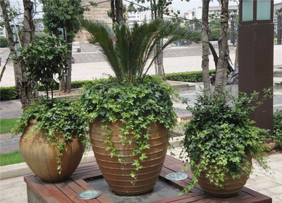 下沙办公室植物设计-办公室植物设计费用-青木园艺(推荐商家)