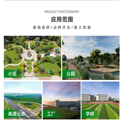 鑫鼎基地批发 8公分水杉 梳子杉 多种规格 耐寒不落叶 园林工程绿化苗