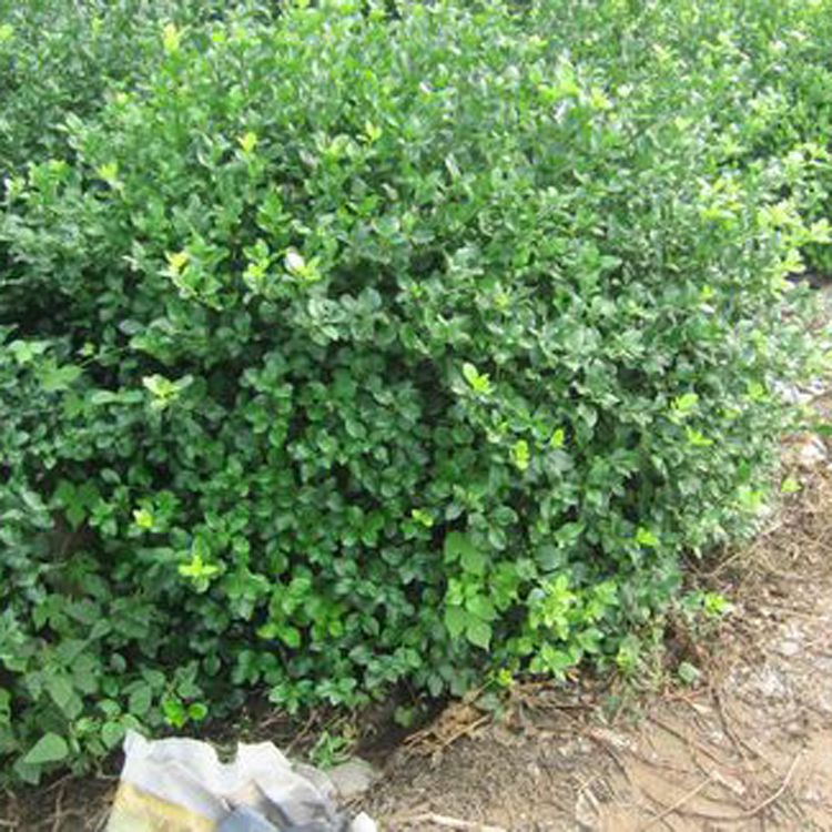 基地直销 供应扶芳藤 扶芳藤球 攀缘植物 绿化绿篱 园林绿化工程 欢迎来电