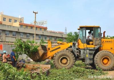 十年种树植树路,小编浅谈园林绿化工程植物栽植,入门基础知识