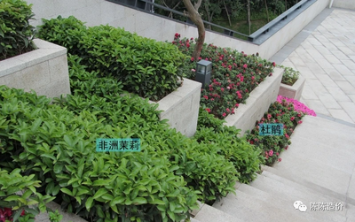 绿化养护期到底从哪开始计?【结算审计】