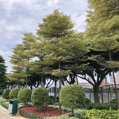 花叶榄仁别名雪花榄仁 护坡固土 市政庭院园林绿化工程造景行道树