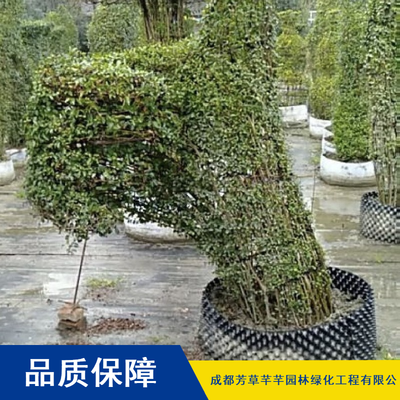 金叶园林绿化女贞树苗_成活率高灌木女贞树苗_芳草芊芊女贞树苗批发